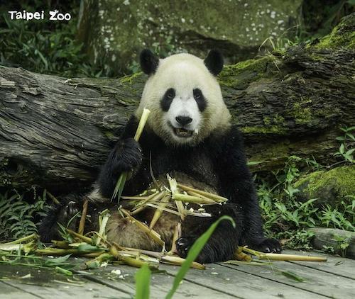 淺山動物生態遊學趣─三貓大踏查教育推廣活動